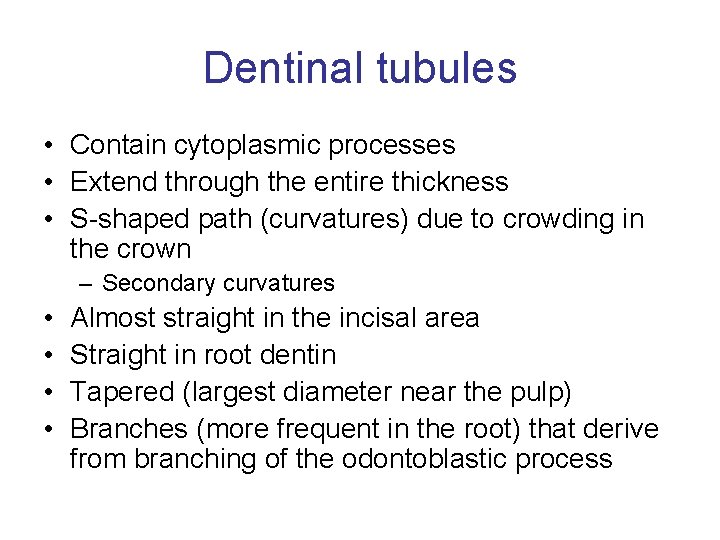 Dentinal tubules • Contain cytoplasmic processes • Extend through the entire thickness • S-shaped