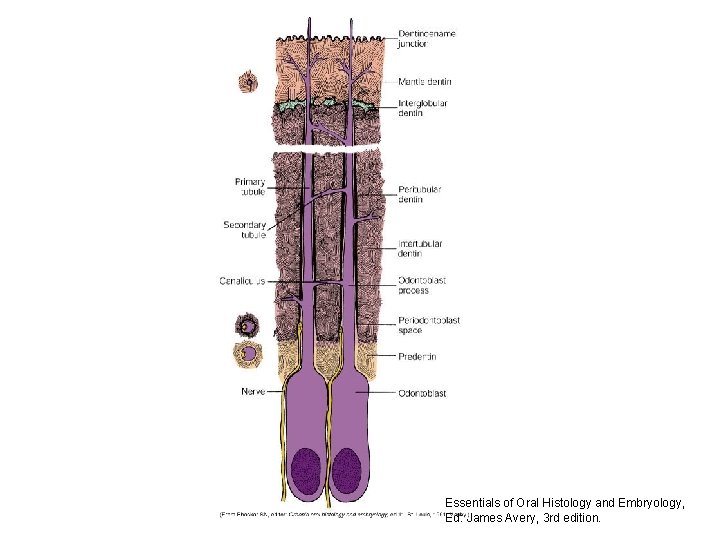 Essentials of Oral Histology and Embryology, Ed: James Avery, 3 rd edition. 