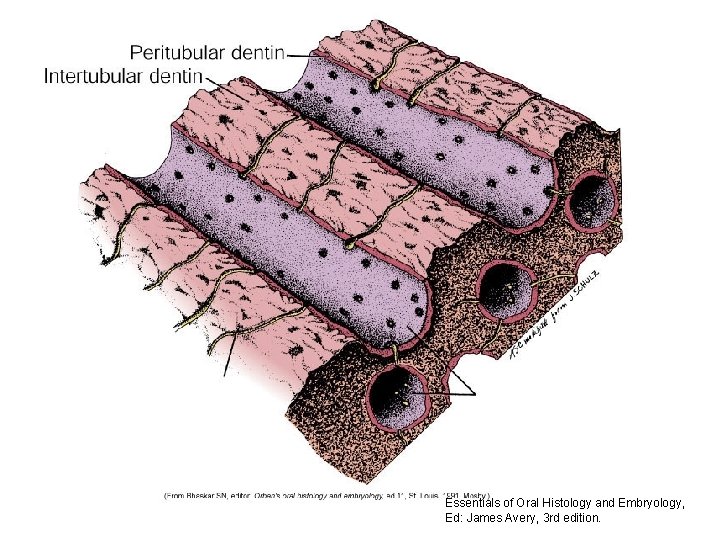 Essentials of Oral Histology and Embryology, Ed: James Avery, 3 rd edition. 