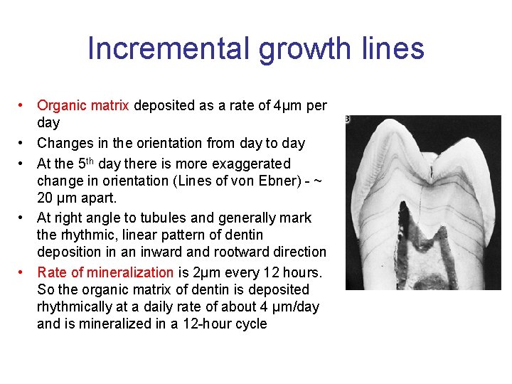Incremental growth lines • Organic matrix deposited as a rate of 4μm per day