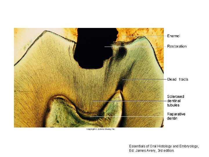 Essentials of Oral Histology and Embryology, Ed: James Avery, 3 rd edition. 