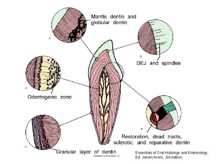 Essentials of Oral Histology and Embryology, Ed: James Avery, 3 rd edition. 