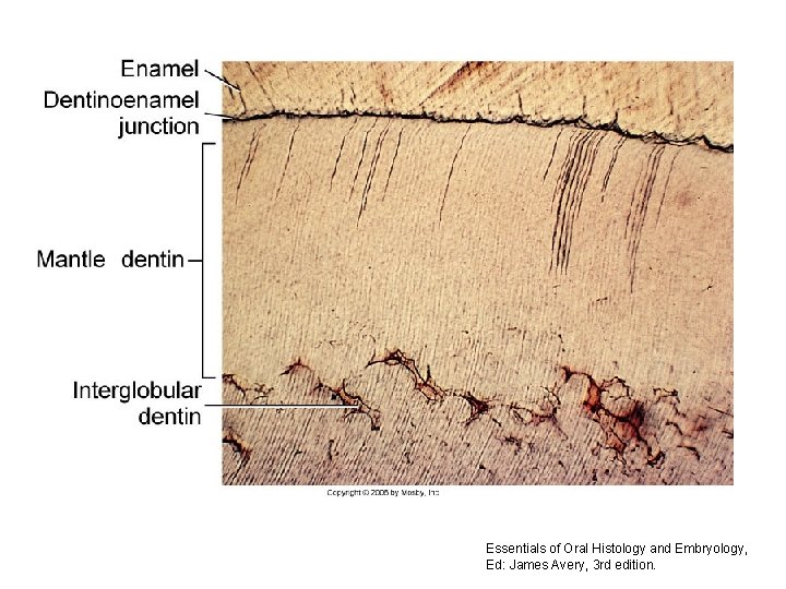 Essentials of Oral Histology and Embryology, Ed: James Avery, 3 rd edition. 