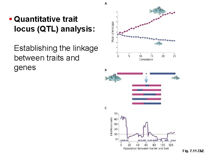 § Quantitative trait locus (QTL) analysis: Establishing the linkage between traits and genes Fig.