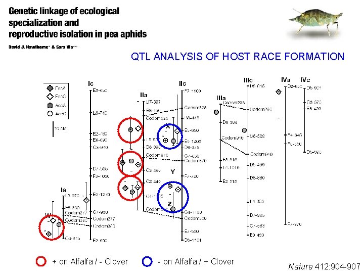 QTL ANALYSIS OF HOST RACE FORMATION + on Alfalfa / - Clover - on