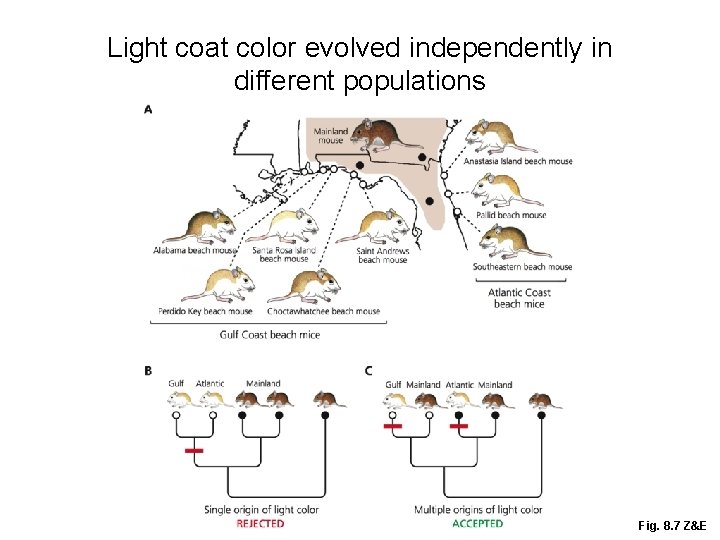 Light coat color evolved independently in different populations Fig. 8. 7 Z&E 