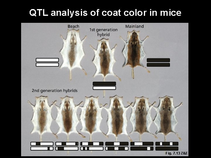 QTL analysis of coat color in mice Fig. 7. 13 Z&E 