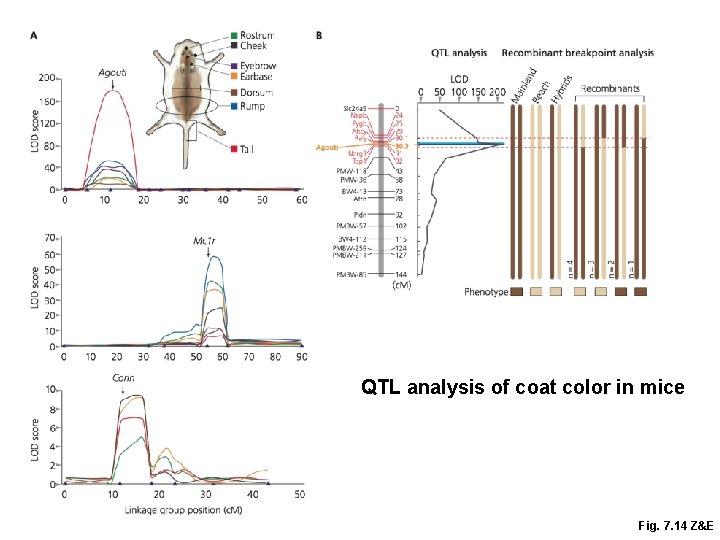 QTL analysis of coat color in mice Fig. 7. 14 Z&E 