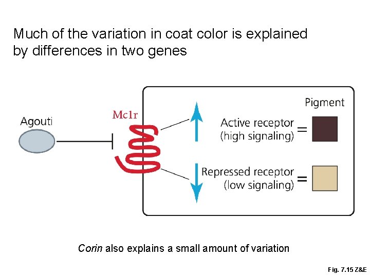 Much of the variation in coat color is explained by differences in two genes