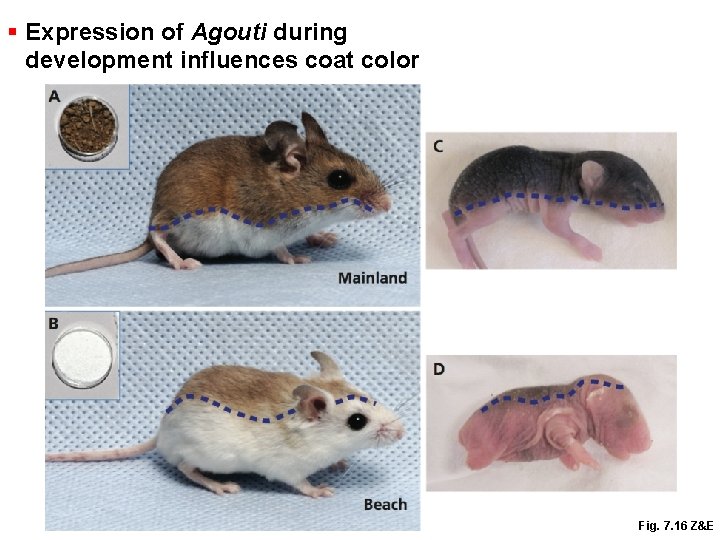 § Expression of Agouti during development influences coat color Fig. 7. 16 Z&E 
