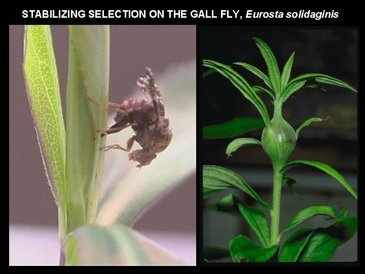 STABILIZING SELECTION ON THE GALL FLY, Eurosta solidaginis 