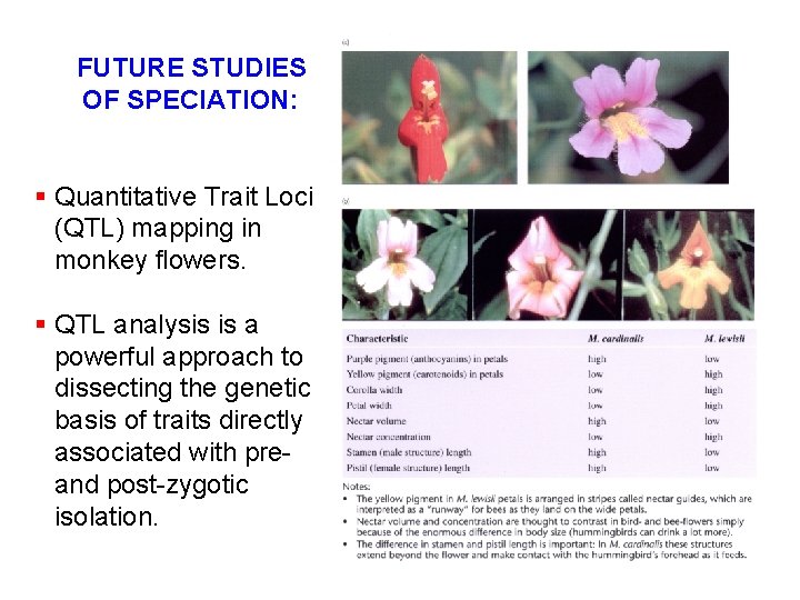 FUTURE STUDIES OF SPECIATION: § Quantitative Trait Loci (QTL) mapping in monkey flowers. §