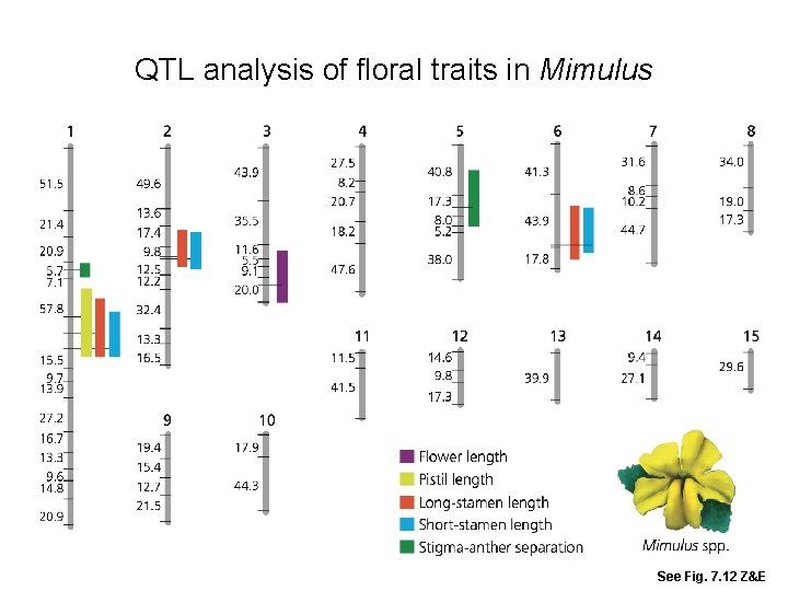 QTL analysis of floral traits in Mimulus See Fig. 7. 12 Z&E 