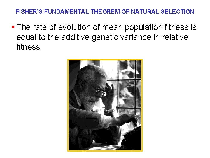 FISHER’S FUNDAMENTAL THEOREM OF NATURAL SELECTION § The rate of evolution of mean population