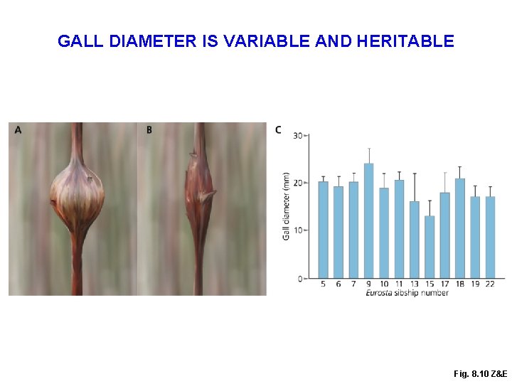 GALL DIAMETER IS VARIABLE AND HERITABLE Fig. 8. 10 Z&E 