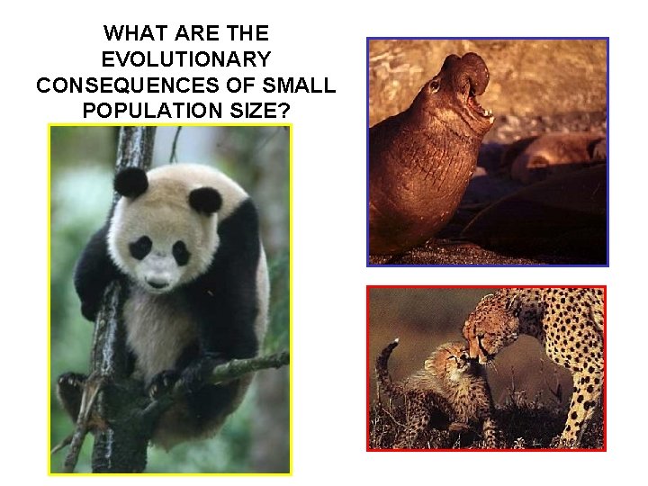 WHAT ARE THE EVOLUTIONARY CONSEQUENCES OF SMALL POPULATION SIZE? 