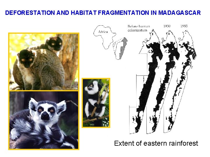 DEFORESTATION AND HABITAT FRAGMENTATION IN MADAGASCAR Extent of eastern rainforest 