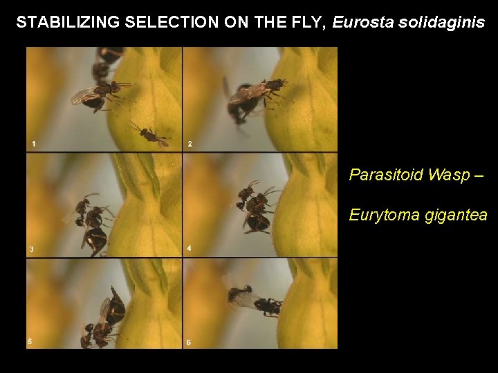 STABILIZING SELECTION ON THE FLY, Eurosta solidaginis Parasitoid Wasp – Eurytoma gigantea 