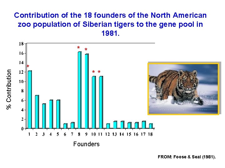 Contribution of the 18 founders of the North American zoo population of Siberian tigers