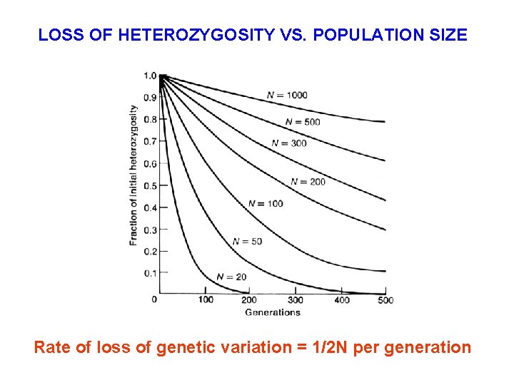 LOSS OF HETEROZYGOSITY VS. POPULATION SIZE Rate of loss of genetic variation = 1/2