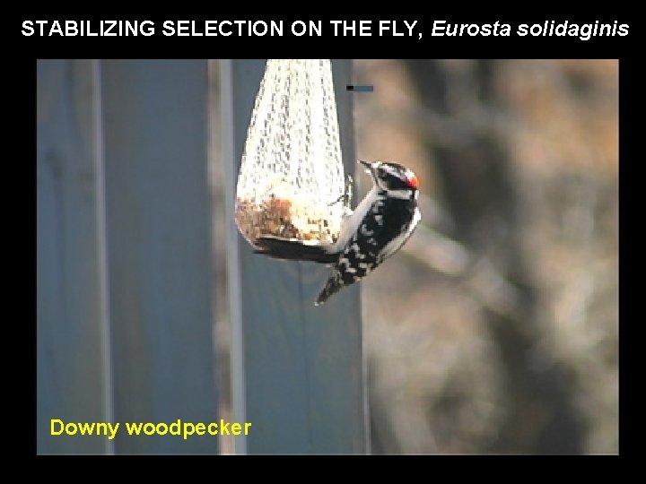 STABILIZING SELECTION ON THE FLY, Eurosta solidaginis Downy woodpecker 