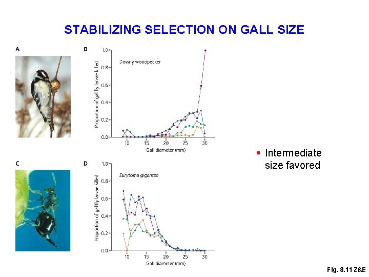 STABILIZING SELECTION ON GALL SIZE § Intermediate size favored Fig. 8. 11 Z&E 