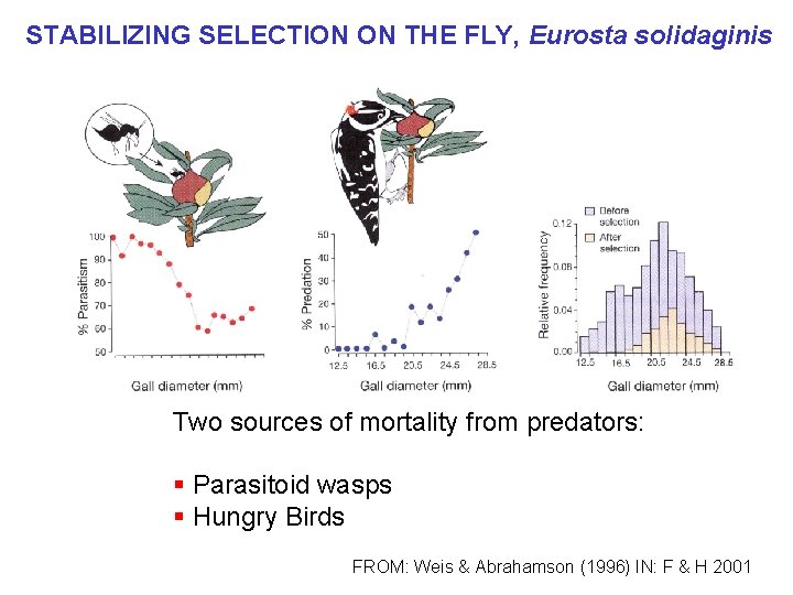 STABILIZING SELECTION ON THE FLY, Eurosta solidaginis Two sources of mortality from predators: §