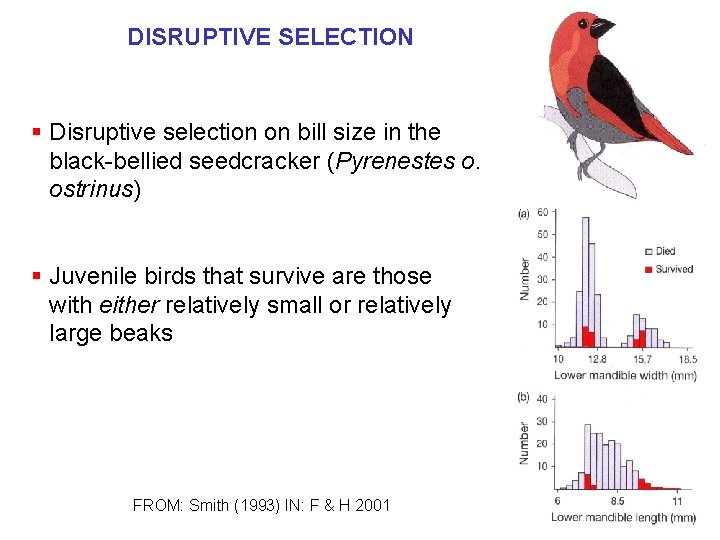 DISRUPTIVE SELECTION § Disruptive selection on bill size in the black-bellied seedcracker (Pyrenestes o.