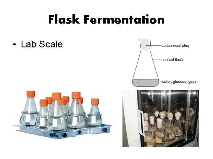 Flask Fermentation • Lab Scale 