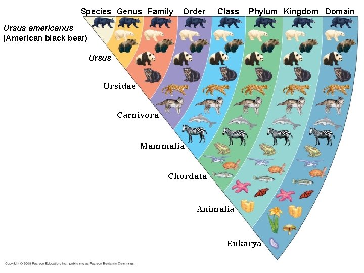 Species Genus Family Order Class Phylum Kingdom Domain Ursus americanus (American black bear) Ursus