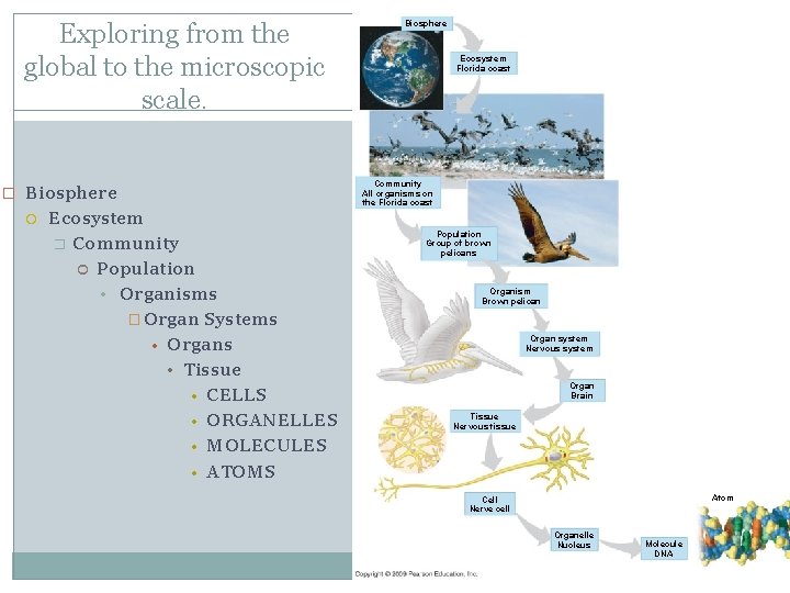 Exploring from the global to the microscopic scale. � Biosphere Ecosystem � Community Population