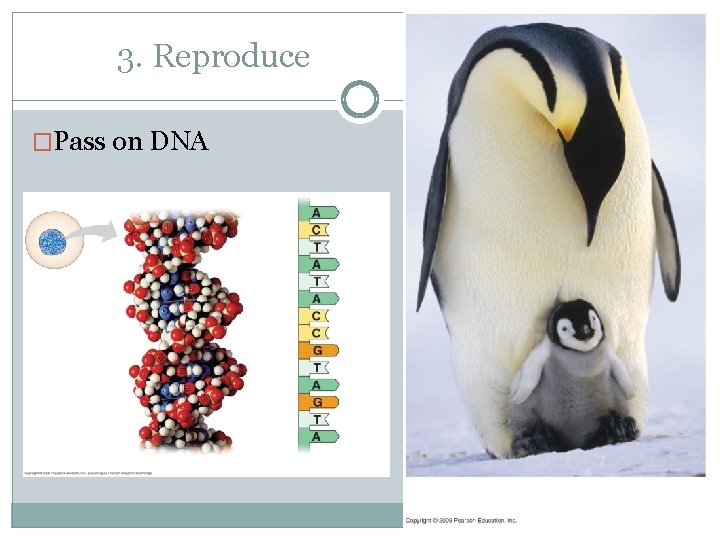 3. Reproduce �Pass on DNA 
