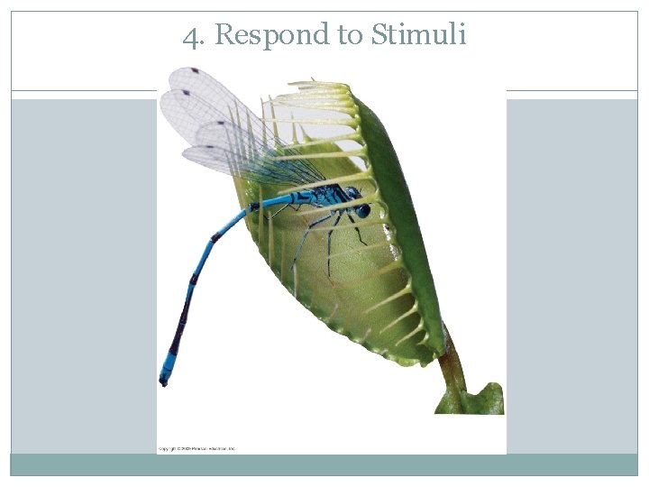 4. Respond to Stimuli 