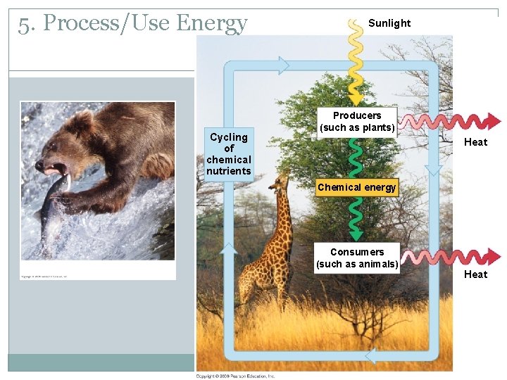 5. Process/Use Energy Cycling of chemical nutrients Sunlight Producers (such as plants) Heat Chemical