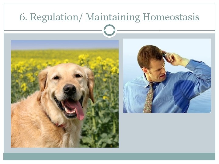 6. Regulation/ Maintaining Homeostasis 
