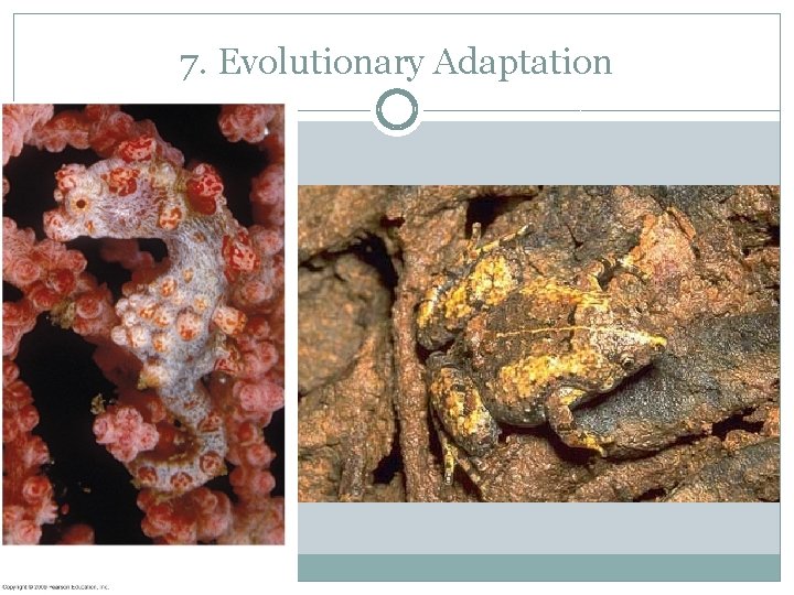 7. Evolutionary Adaptation 