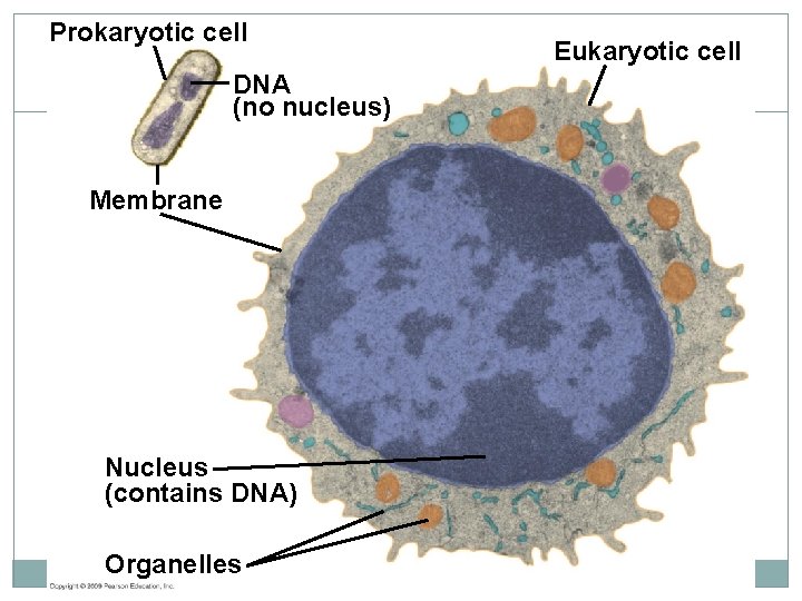 Prokaryotic cell DNA (no nucleus) Membrane Nucleus (contains DNA) Organelles Eukaryotic cell 