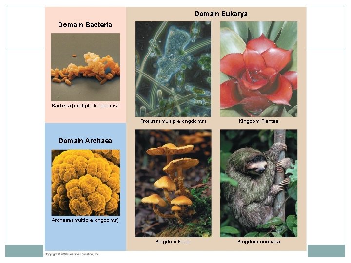 Domain Eukarya Domain Bacteria (multiple kingdoms) Protists (multiple kingdoms) Kingdom Plantae Kingdom Fungi Kingdom