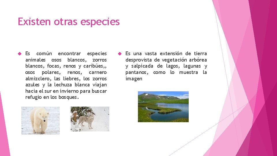 Existen otras especies Es común encontrar especies animales osos blancos, zorros blancos, focas, renos