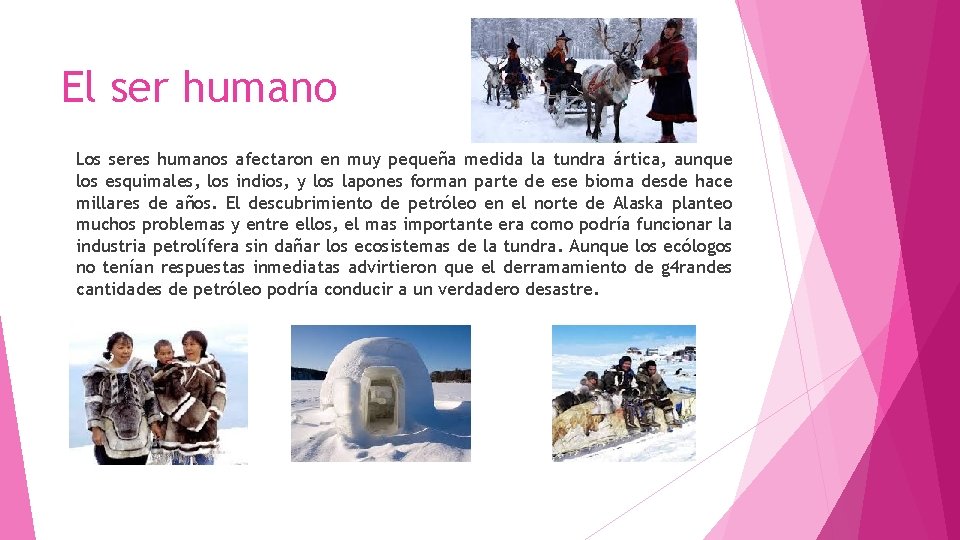 El ser humano Los seres humanos afectaron en muy pequeña medida la tundra ártica,