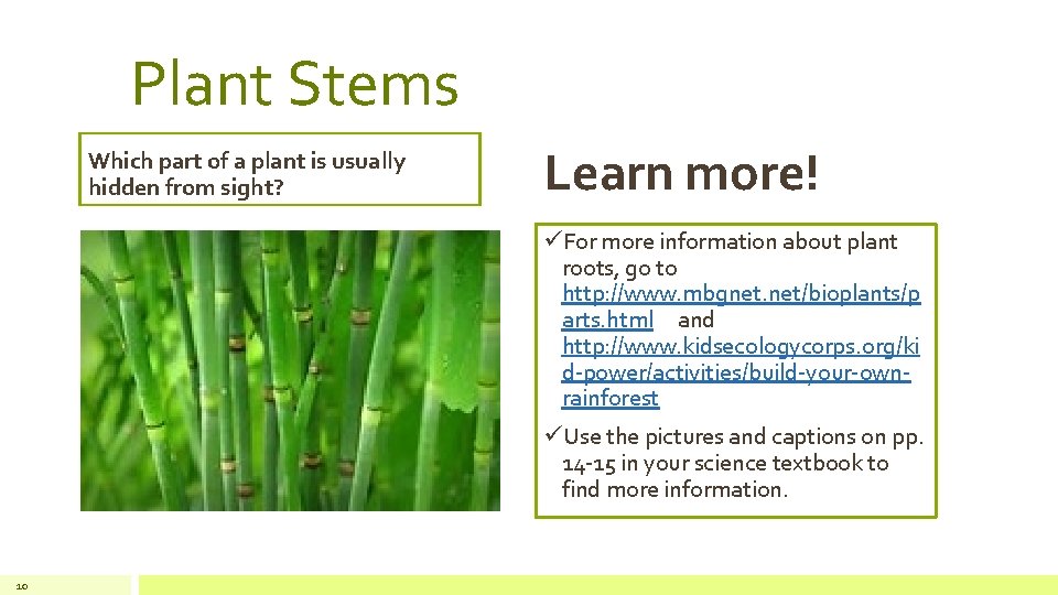 Plant Stems Which part of a plant is usually hidden from sight? Learn more!