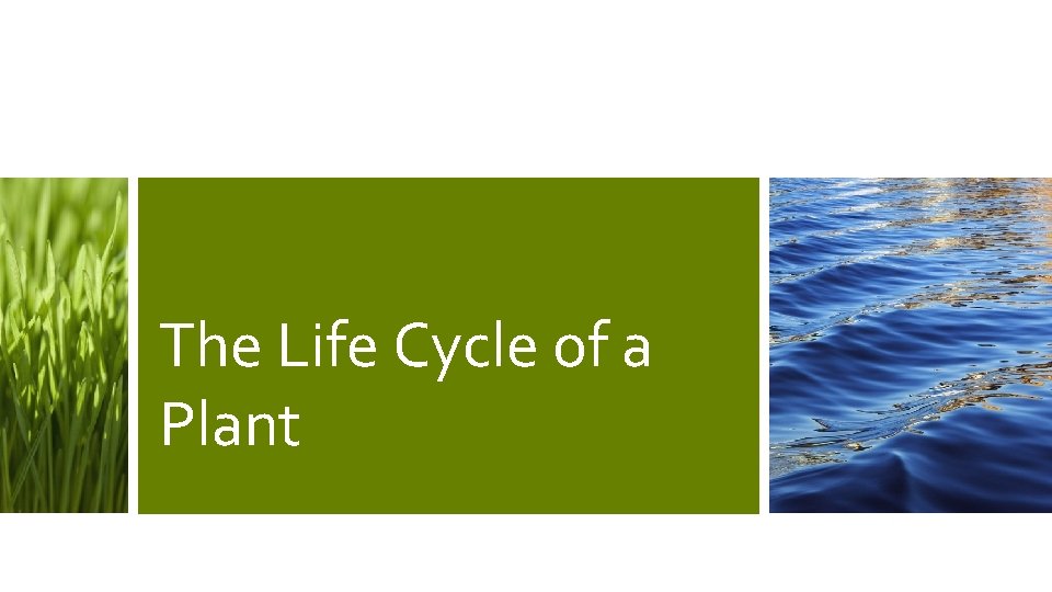 The Life Cycle of a Plant 