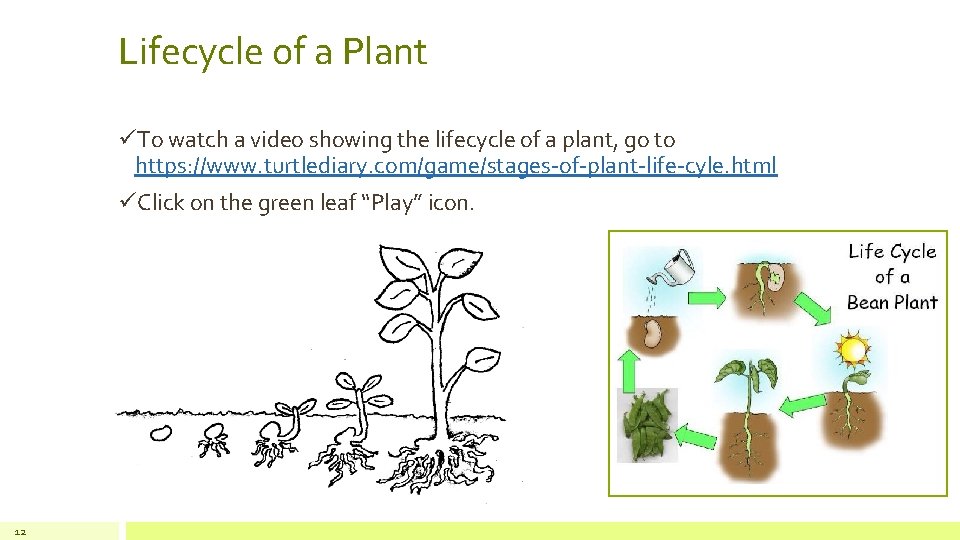 Lifecycle of a Plant üTo watch a video showing the lifecycle of a plant,