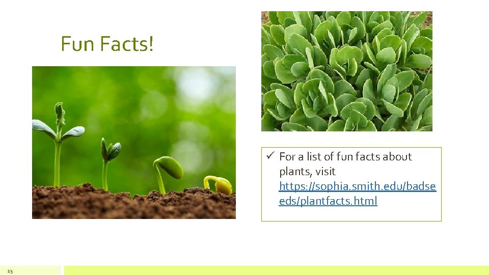 Fun Facts! ü For a list of fun facts about plants, visit https: //sophia.