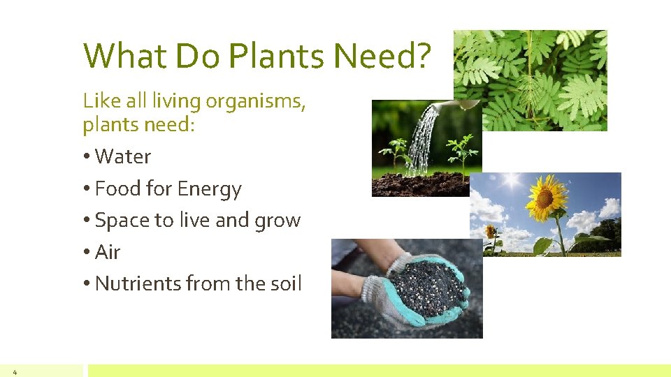 What Do Plants Need? Like all living organisms, plants need: • Water • Food