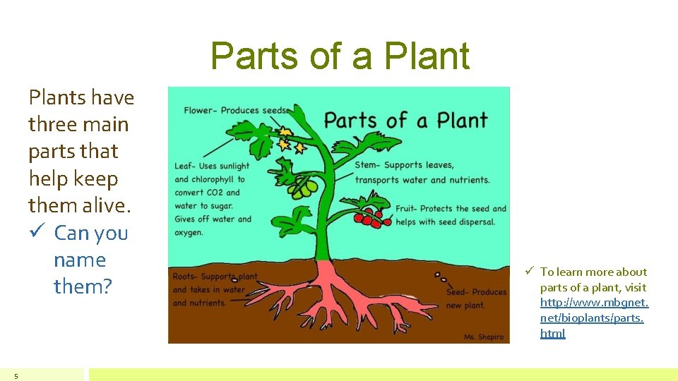 Parts of a Plants have three main parts that help keep them alive. ü