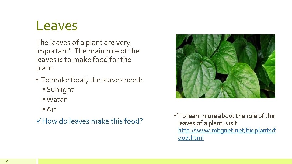 Leaves The leaves of a plant are very important! The main role of the