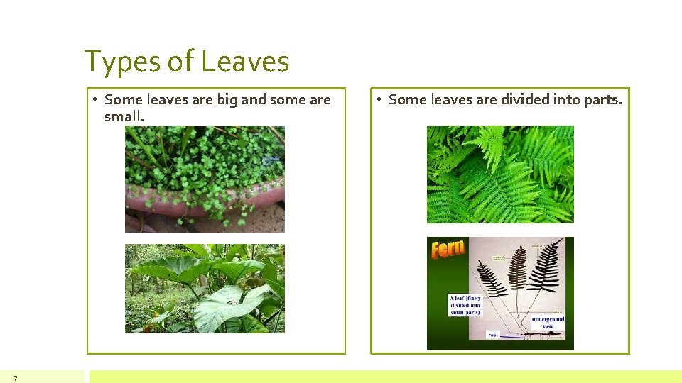 Types of Leaves • Some leaves are big and some are small. 7 •