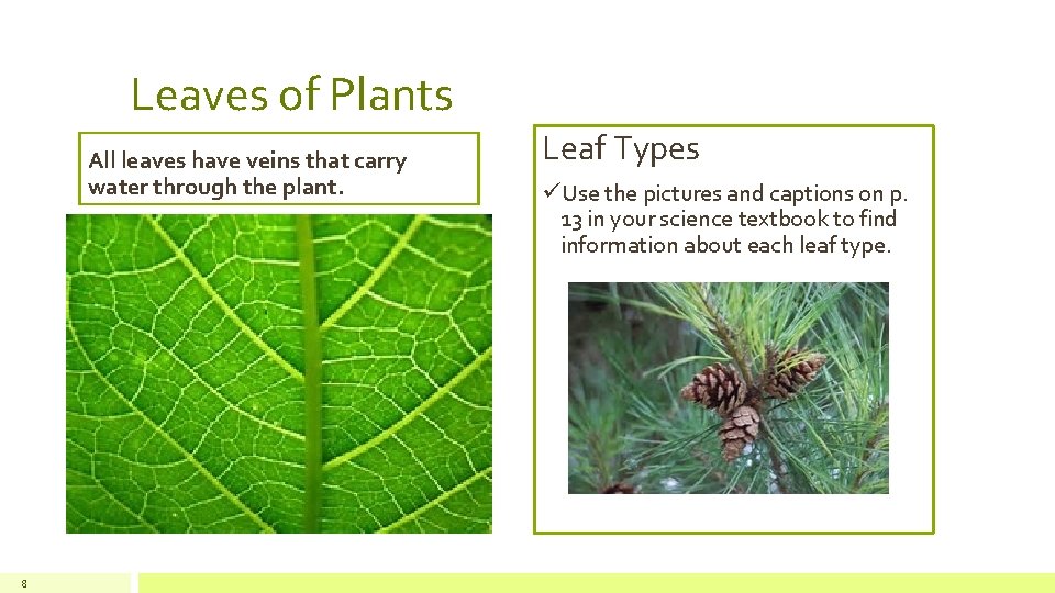 Parts of a Plant quest Learn About Plant