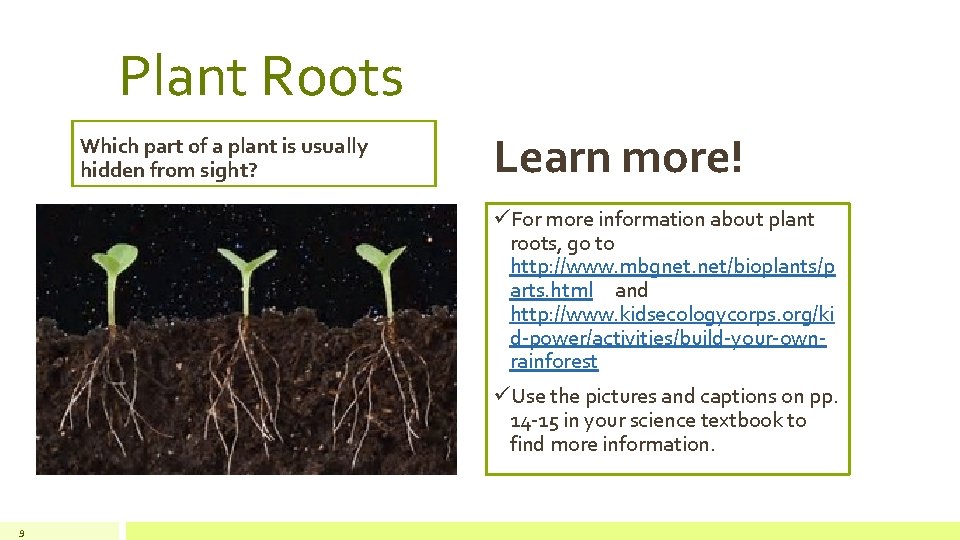 Plant Roots Which part of a plant is usually hidden from sight? Learn more!